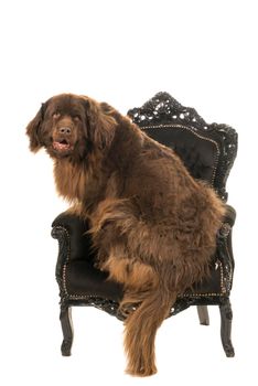 Big brown New Foundland dog sitting on a black baroque armchair isolated on a white background