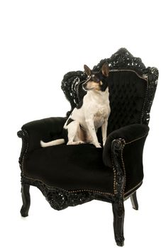 Dutch boerenfox terrier dog sitting in a chair facing sideways isolated on a white background