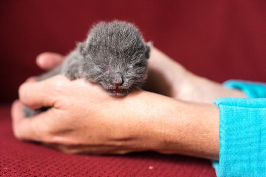 British Shorthair kitten, one or two weeks old, being held in hand with a red back ground