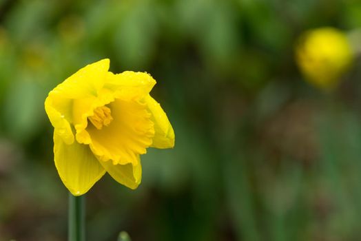 Close up of a yellow daffodil in the sunshine in the garden with a green background