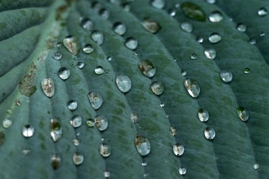 Water Droplets on a Leaf of a hosta plant ( fosta fortunei )