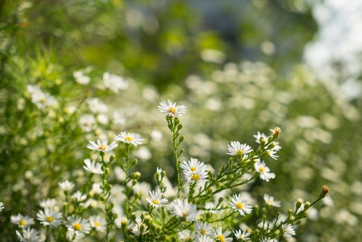 Chamomile flowers in the sun. Selective focus with soft background of sky and plants