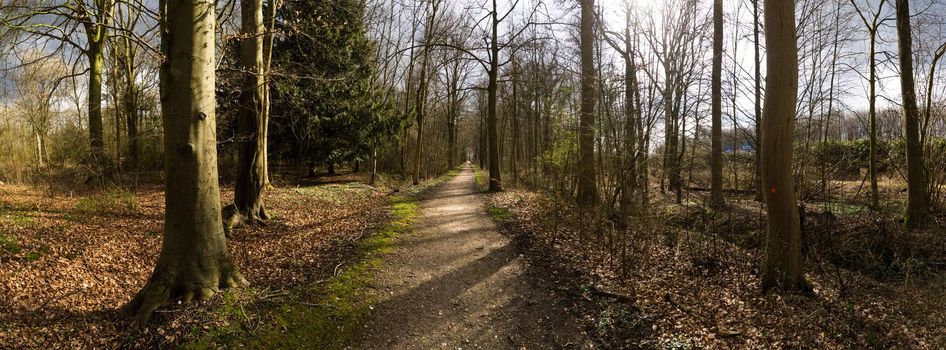 Path in a forest in early spring with sunlight through the trees