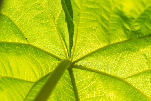 A closeup of a large beautiful leaf of an exotic plant with veins and stem. Sun shining through