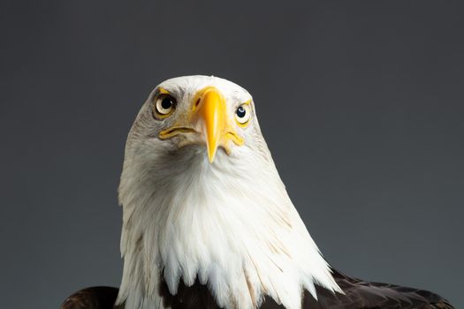 Portrait of the head of an American Bald Eagle ( Haliaeetus Leucocephalus ) seen from below taken in a photo studio Bird of prey predator