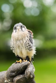 Portrait of a juvenile lanner falcon ( Falco Biarmicus ) sitting on a falconeers glove and hand outside against a green natural background