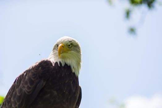 Portrait of an American Bald Eagle ( Haliaeetus Leucocephalus ) seen from below against a clear blue sky in the summer Bird of prey predator