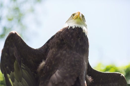 Portrait of an American Bald Eagle ( Haliaeetus Leucocephalus ) seen from below against a clear blue sky in the summer Bird of prey predator