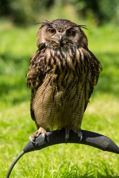 Portrait of a Eurasian eagle-owl  ( Bubo Bubo ) sitting outside in the sun against a green background