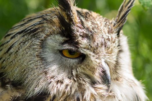 Portrait of a Siberian Eagle Owl ( Bubo Bubo Sibericus ) head with green background outdoors