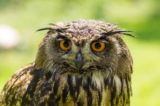 Portrait of a Eurasian eagle-owl  ( Bubo Bubo ) sitting outside in the sun against a green background