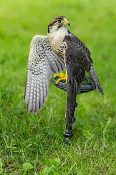 Portrait of an adult lanner falcon ( Falco Biarmicus ) sitting with wings spread outside against a green natural background