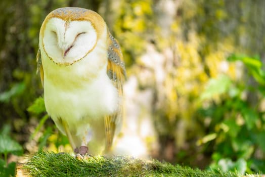 Barn owl  ( Tylo Alba ) with open beak or mouth, portrait against a forest background