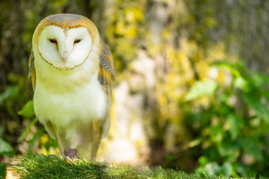 Barn owl ( Tylo Alba )  portrait against a forest background