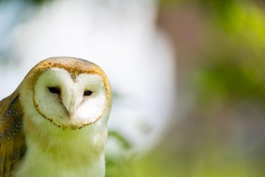 Barn owl ( Tylo Alba )  portrait against a forest background