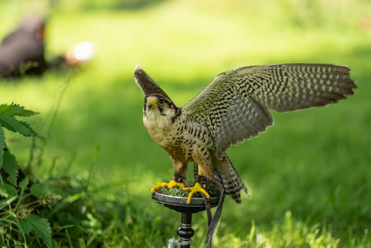 Portrait of a n adult lanner falcon ( Falco Biarmicus ) sitting with wings spread outside against a green natural background