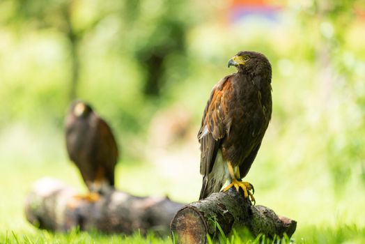 Two american Harris Hawks  ( Parabuteo Unicinctus ) sitting on a tree log outside in the sun against a green background