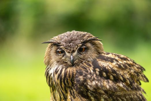 Portrait of a Eurasian eagle-owl  ( Bubo Bubo ) sitting outside in the sun against a green background