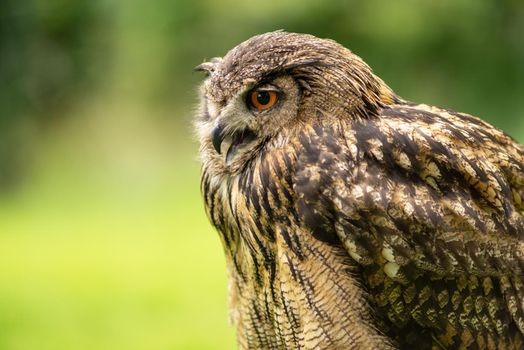 Portrait of a Eurasian eagle-owl  ( Bubo Bubo ) sitting outside in the sun against a green background