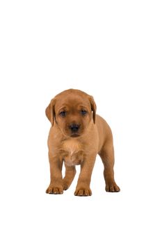 5 week old labrador puppy isolated on a white background standing