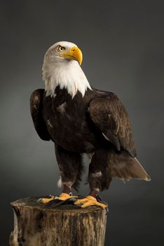 Portrait ( whole body ) of an American Bald Eagle taken in a studio ( Haliaeetus Leucocephalus ) Bird of prey predator