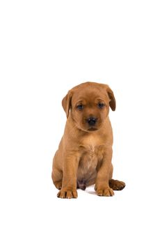 5 week old labrador puppy isolated on a white background sitting