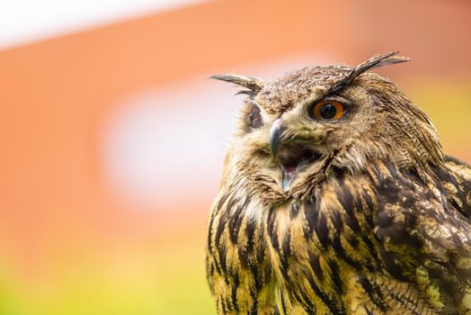 Portrait of a Eurasian eagle-owl  ( Bubo Bubo ) sitting outside in the sun against a green background