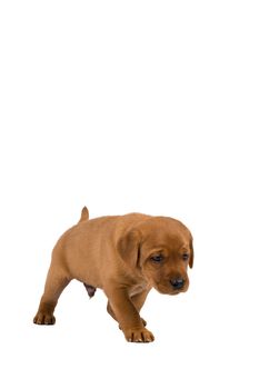 5 week old labrador puppy isolated on a white background walking away