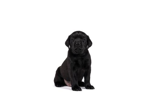 5 week old labrador puppy isolated on a white background sitting