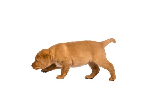 5 week old labrador puppy isolated on a white background walking away