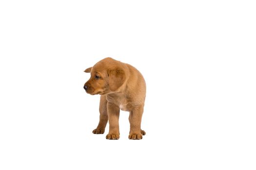 5 week old labrador puppy isolated on a white background standing