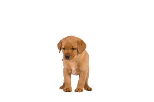 5 week old labrador puppy isolated on a white background standing