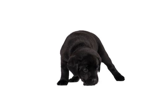 5 week old labrador puppy isolated on a white background standing