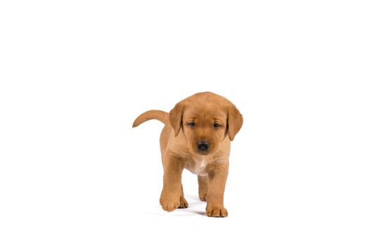 5 week old labrador puppy isolated on a white background standing