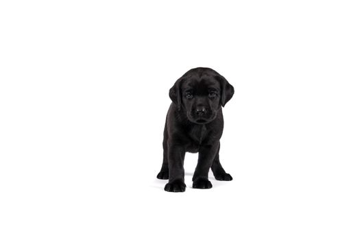 5 week old labrador puppy isolated on a white background standing