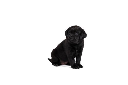 5 week old labrador puppy isolated on a white background sitting