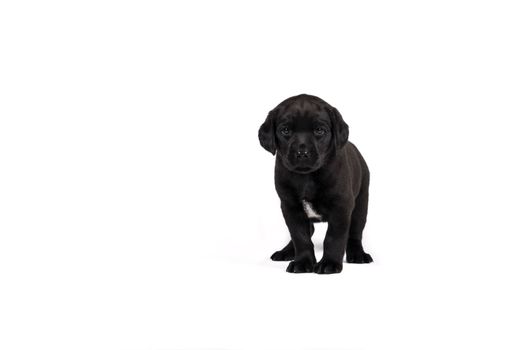 5 week old labrador puppy isolated on a white background standing