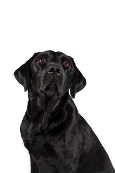 Portrait of the head of a female black labrador retriever dog isolated on a white background