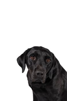 Portrait of the head of a female black labrador retriever dog isolated on a white background