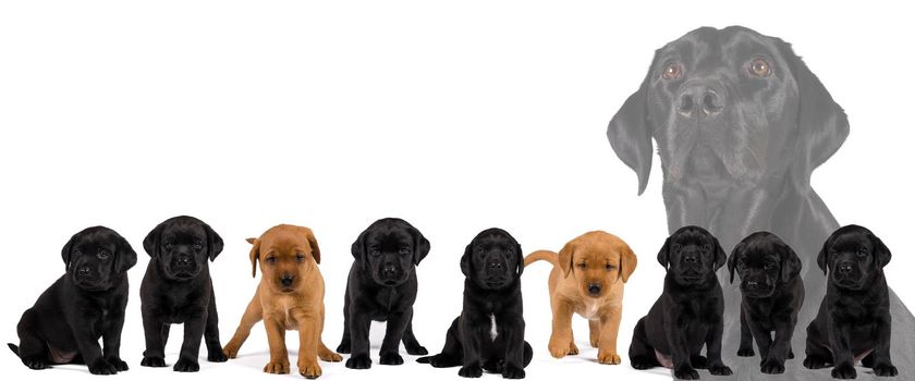 a large Banner with black and blonde labrador retriever puppy's  isolated on white background