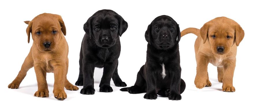 Banner with black and blonde labrador retriever puppy's  isolated on white background