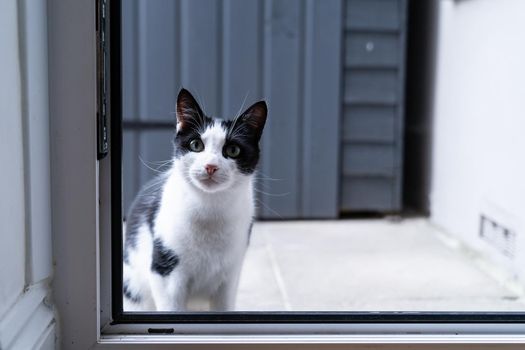 Black and white domestic cat sitting on the doorstep in front of the kitchendoor, waiting and asking to be let in