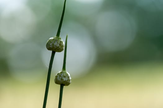 Common rush (Juncus effusus), buds and flowers, Close up with a shallow depth of field and bokeh