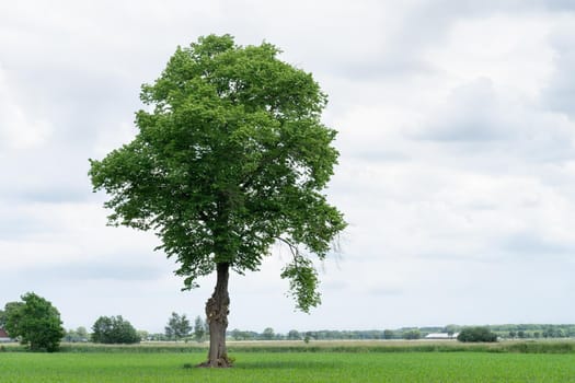 Beautiful landscape with one lone tree standing in a green field under a cloudy sky in The Netherlands in spring