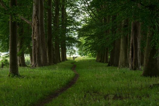 Perspective view of a small walking path leading through the wood with tall green berch trees on the side and a fence at the end in summer