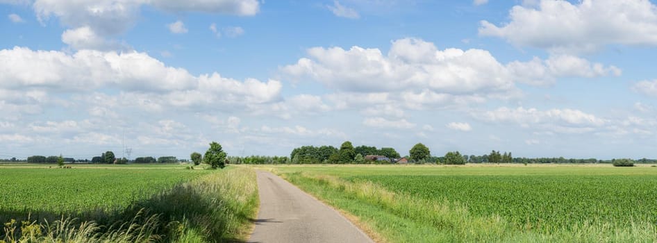 Panorama of a road leading through rural fields with a forest at the end under a blue sky with white clouds