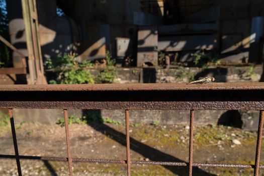 Common darter dragonfly ( Sympetrum striolatum ) sitting at a rusty metal fence at Duisburg Landschafts Park Germany in the sunlight