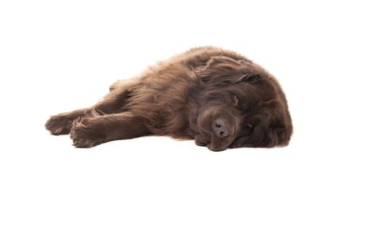 Big brown New Foundland dog lying down looking at the camera isolated on a white background