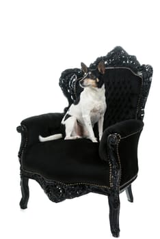 Dutch boerenfox terrier dog sitting in a chair facing the camera isolated on a white background