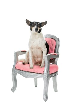 Dutch boerenfox terrier dog sitting in a chair facing the camera isolated on a white background